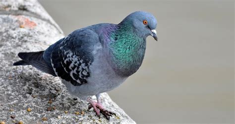 What To Do About Annoying Pigeons The Pigeon Blog