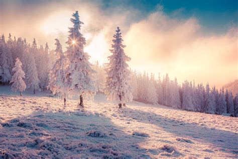 Colorful Winter Sunrise In The Carpathian Mountain Forest Stock Photo