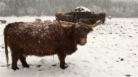 Scottish Highland Cattle In Finland Suddenly Snow 20th Of