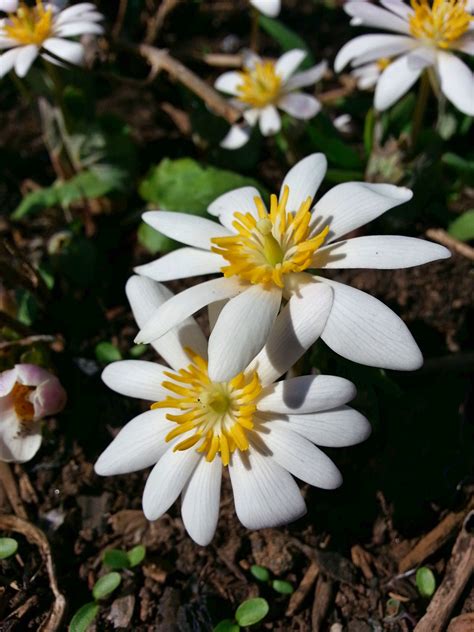 Sanguinaria Canadensis Bloodroot Blooms March May Garden Plants