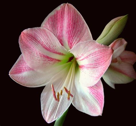 Caring For Amaryllis In The Winter Continuous Amaryllis Blooms The