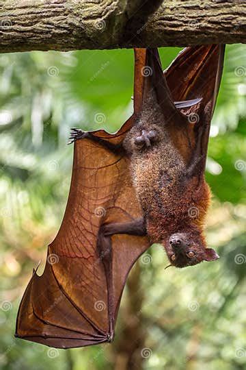 Large Malayan Flying Fox Close Up Portrait Stock Photo Image Of
