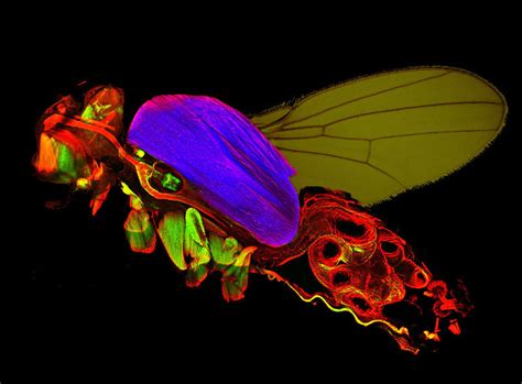 Fruit Flies A Model For Bodybuilders Max Planck Society