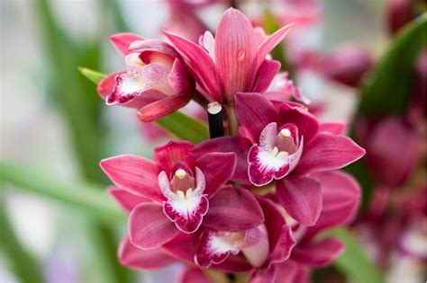 Orchid Types Explained Types Of Orchids Orchids Flower Making