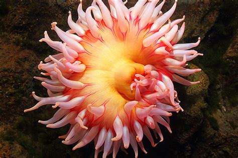 What Is The Sea Anemones