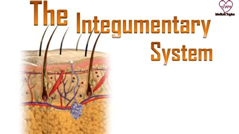 Human Integumentary System Youtube