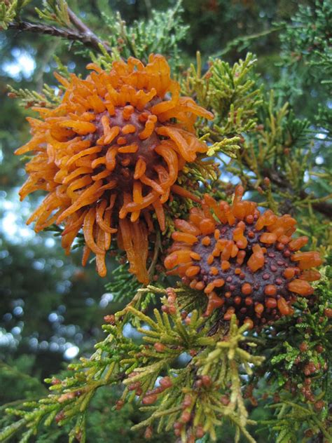 Common Fungal Diseases On Evergreen Trees And Shrubs