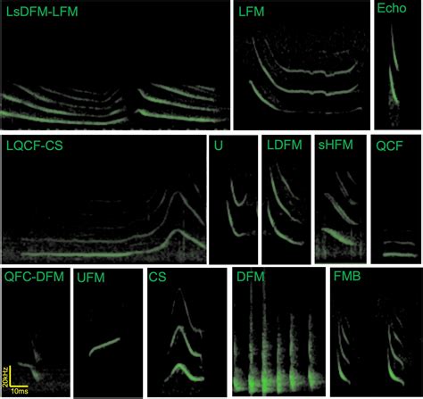 Frontiers Social Communication In Big Brown Bats