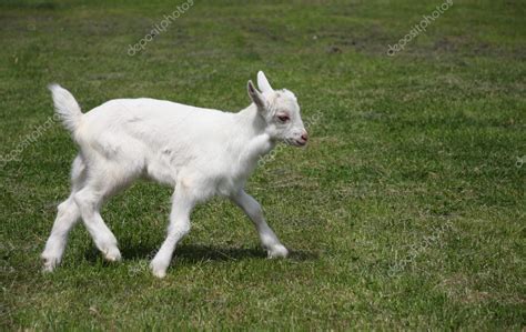 Little Goat Running On Meadow — Stock Photo © Olechowski 1736450