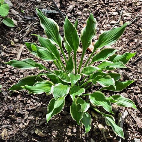 P00 Hosta Lakeside Feather Light From The Hosta Helper Presented By