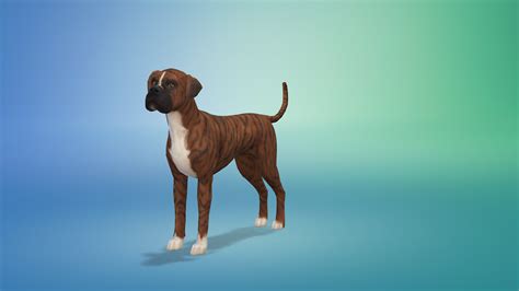 Bowlofpixels The Sims 4 Cap Dog Breeds And Presets Boxer