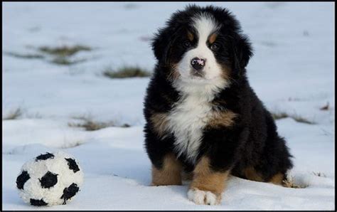 10 Facts Until You Reach Your Bernese Mountain Dog Disk