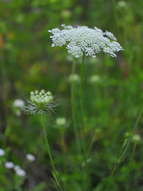 Queen Annes Lace Seed Daucus Carota Seed