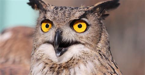 Free Technology For Teachers Built To Last Purdue Owl