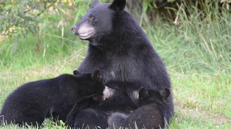 A Mother Bear Nurses Her Cubs Youtube