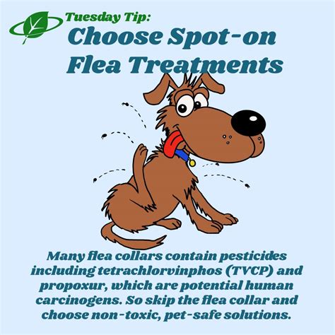 Choose Spot On Flea Treatments Tuesday Tip Eco Thinker News