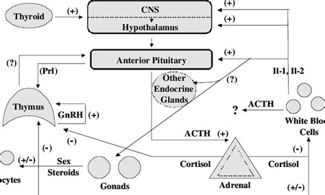 Interaction of the endocrine, immune, and nervous systems in mammals