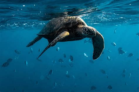 Swimming With Green Sea Turtles What To Know Before Visiting Hawaii