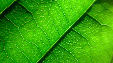 Download Wallpaper 3840x2160 Veins Leaf Plant Macro Green 4k Uhd 16