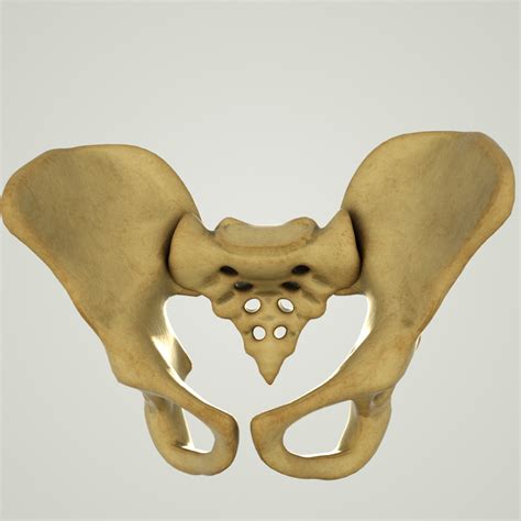 Human Pelvic Bone Spine 3d Model Turbosquid 1381150
