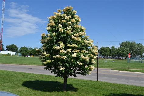 Japanese Tree Lilac Is A Late Spring Blooming Ornamental Tree