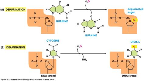 The following tips can help you complete mutation webquest answer key quickly and easily: Pluggakuten.se / Forum / Biologi / HSB Hur kan en ...