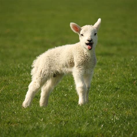 Bleating Little Lamb Stock Image Image Of Juvenile Farming 43187739