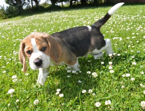 I am looking for a free puppy. Beagle Puppies For Sale | Las Vegas, NV #221989 | Petzlover