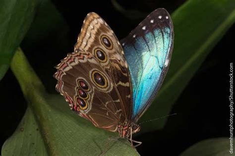 Blue Morpho Butterfly Facts Information Pictures And Video Morpho