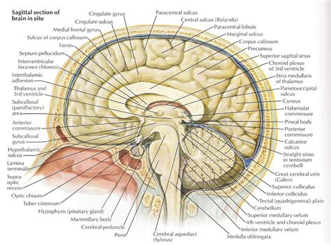 This article explains the bone structure of the human body, using a labeled skeletal system diagram and a simple technique to memorize the names of all the the skeletal system is one of the important human body systems. Cross Section Of The Brain Labeled Anatomy Of Inner Brain ...