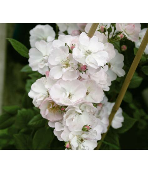 Ramblerrose Perennial Blush Von Dehner Ansehen