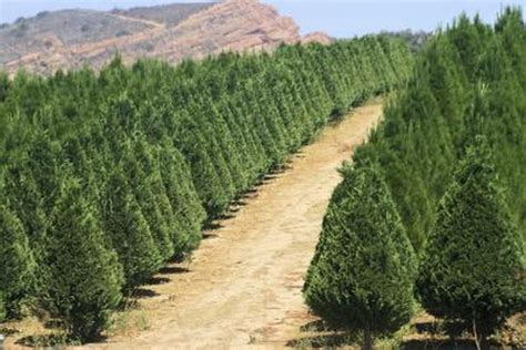 How Fast Do Pine Trees Grow Hunker