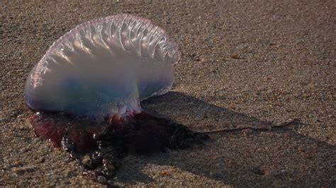 Portuguese Man Of War Washing Up On The Eastern Shore Of Florida With A