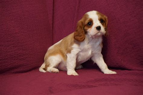 77 Akc Registered Cavalier King Charles Spaniel Pic Bleumoonproductions