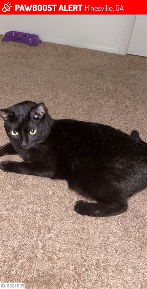 Lost Male Cat In Hinesville Ga 31313 Named Salem Id 8024839 Pawboost