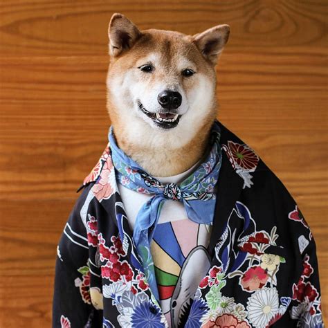 Bodhi The Shiba Inu Behind The Beloved Blog Menswear Dog Is Here