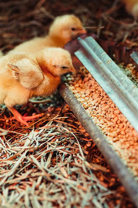 Country Whisper — Baby Chicks Eating From A Feed Trough By