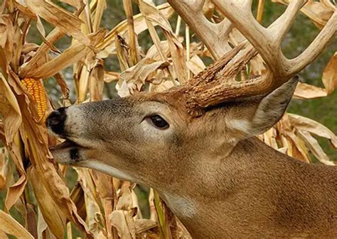 Do Deer Eat Corn On The Cob The Fun Outdoors