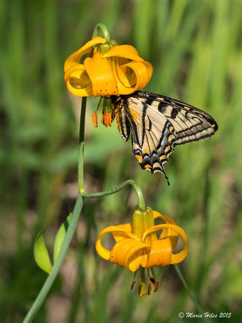 Canadian Butterflies Tiger Swallowtail On A Columbia Lily Flickr