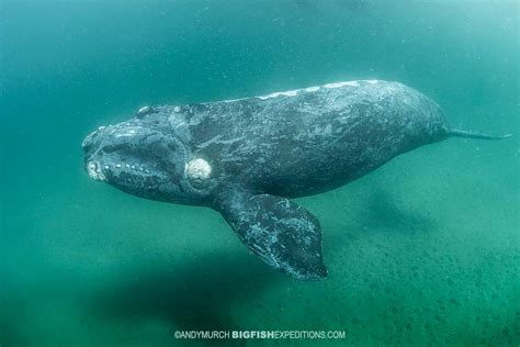 Snorkeling With Southern Right Whales In Patagonia Big Fish Expeditions