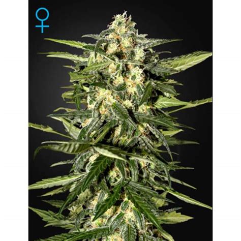 Green House Seeds Jack Herer Auto Indras Planet 2400