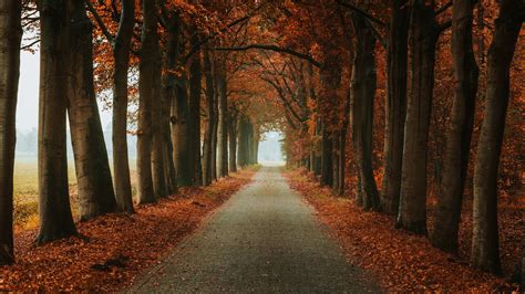 Download Wallpaper 2560x1440 Alley Path Trees Autumn Nature