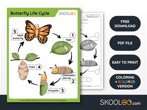 Butterfly Life Cycle Free Worksheet Skoolgo