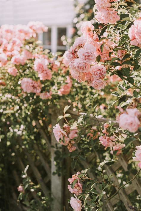 pink-petaled flowers (2020) | Flower phone wallpaper, Aesthetic roses