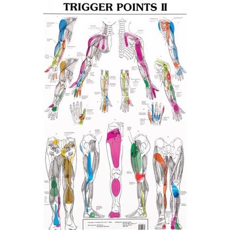 Trigger Points I And Ii Chart Set