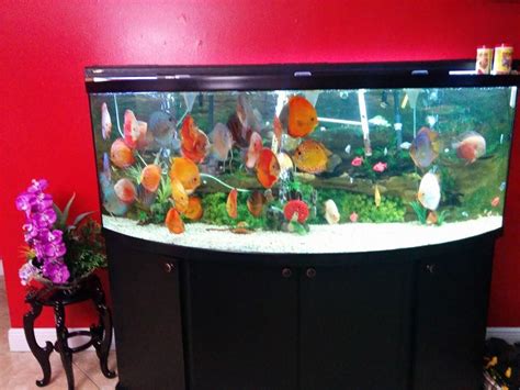 Discus Tank Stands