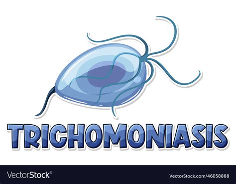 Trichomonas Vaginalis A Protozoan Parasite Vector Image