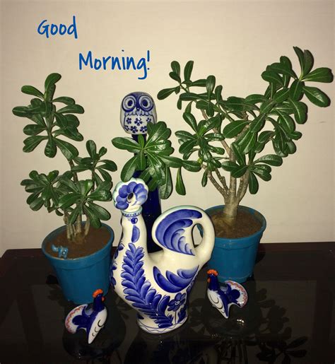 The early Morning blues! | Morning messages, Morning images, Good ...