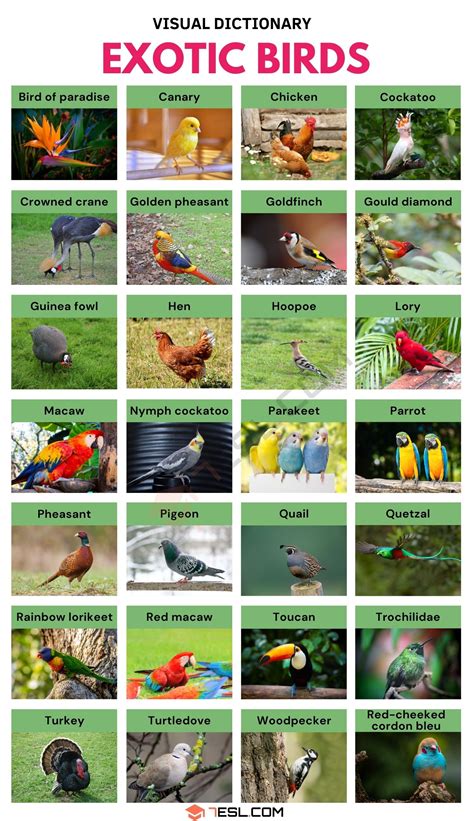 Exotic Birds List Of 25 Exotic Birds And Fun Facts About Them