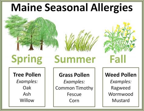 Pollen Allergy Symptoms Causes And Homeopathic Treatment
